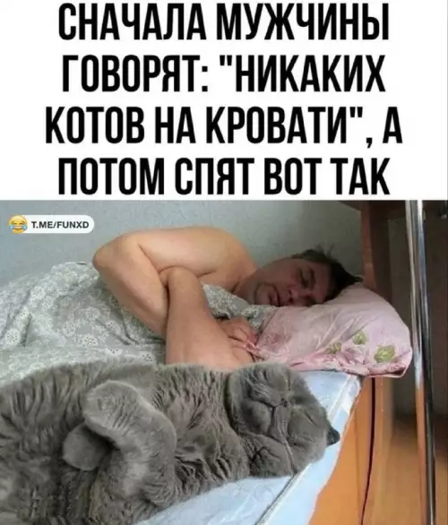 Мужчины и коты: великое противостояние 😼 - СНАЧАЛА МУЖЧИНЫ ГОВОРЯТ: НИКАКИХ КОТОВ НА КРОВАТИ, А ПОТОМ СПЯТ