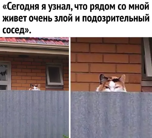 Смешная картинка №696513
