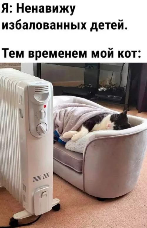 Смешная картинка №720570 коты