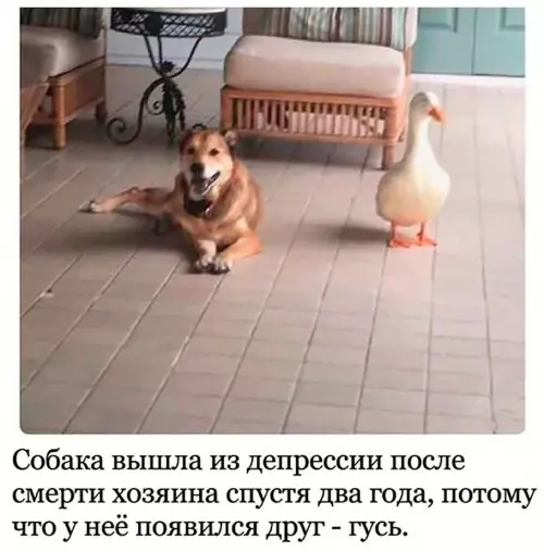 Смешная картинка №669427 не имей сто друзей, а имей сто гусей.