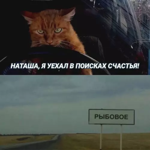 Смешная картинка №700331 Коты