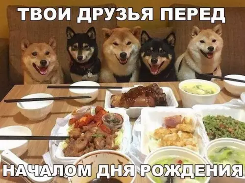 Смешная картинка №200436 собаки