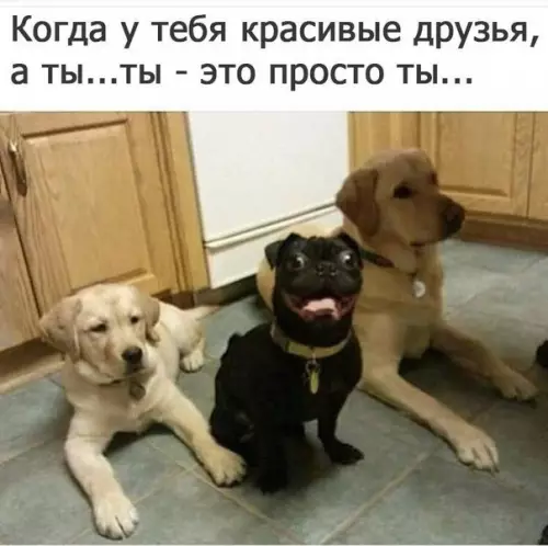 Смешная картинка №201877