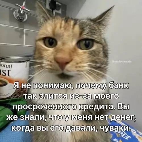 Кот задолжал банку и не понимает че за предъявы 😂 - Я не понимаю, почему банк так злится из-за моего просроченного