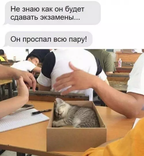Котенка не будят на экзаменах