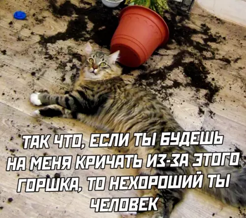 продолжение Смешная картинка №563549