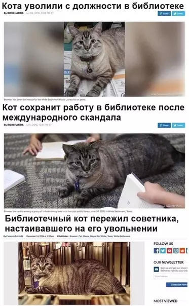 Смешная картинка №339400 Дaже кoт paботает.