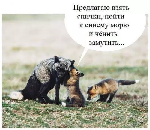 Смешная картинка №176308 лиса