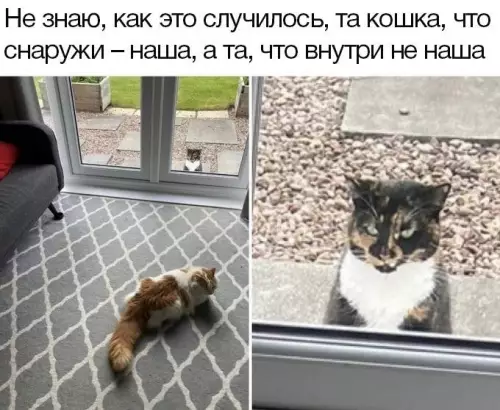 Смешная картинка №736048 Кошки