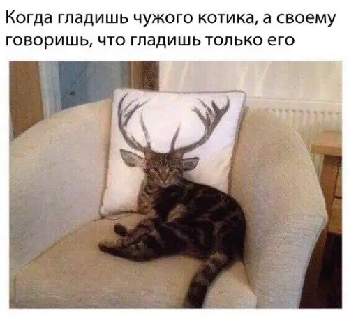 Смешная картинка №201389 коты
