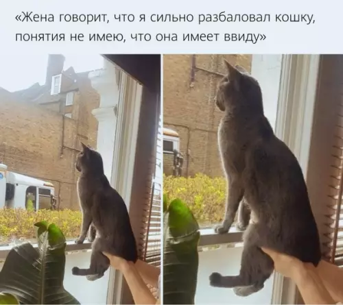 Смешная картинка №508696 кошки
