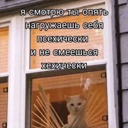 Кот-психолог за окном 🐱👀 - я смотрю ты опять нагружаешъ себя псехически и не смеешъь
