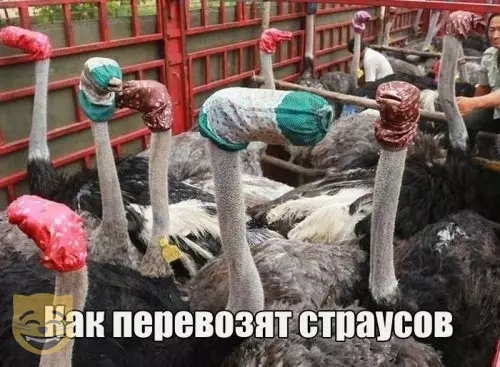 Смешная картинка №346594 #приколы #картинки #мемы ?