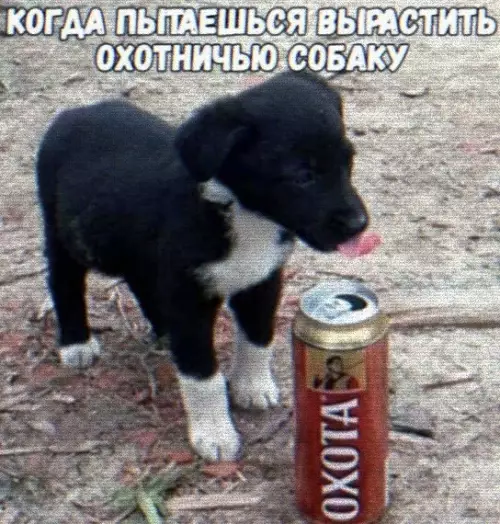 Смешная картинка №498512