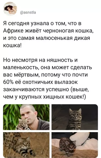 Смешная картинка №464813 Карманный убийца