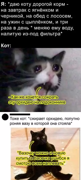 Смешная картинка №542811 типичный кот