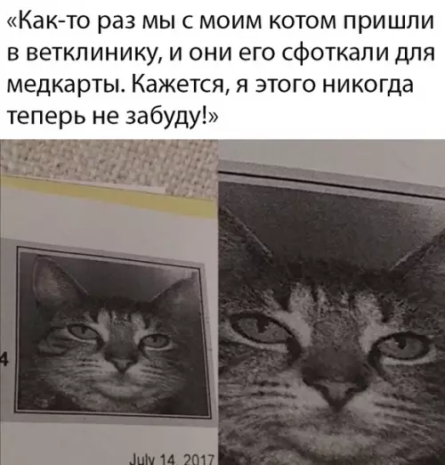 Смешная картинка №479793 Типичное фото на документы коты, кошки