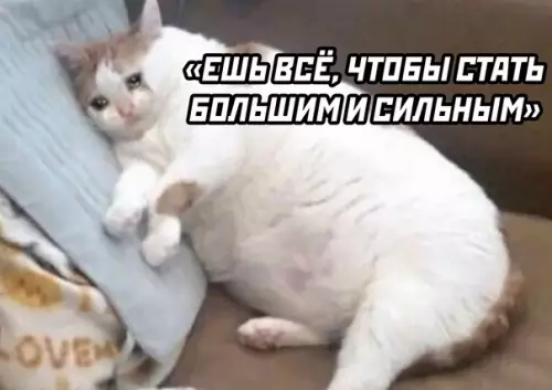 продолжение Смешная картинка №574267