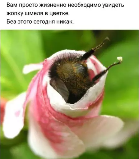 Смешная картинка №254280