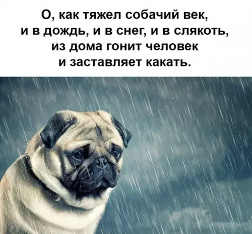 Смешная картинка №364540 собаки