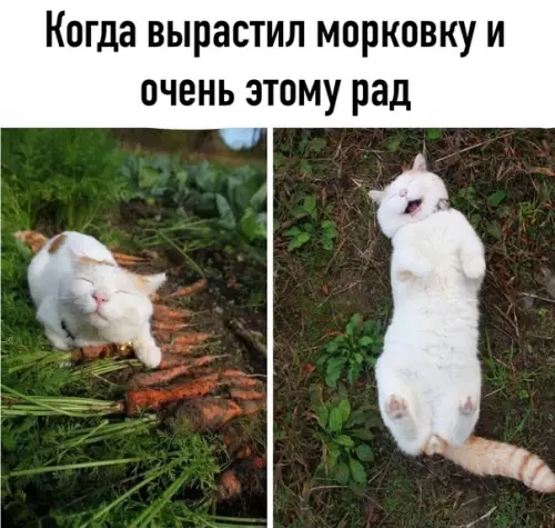 Смешная картинка №513707 Милостей вам в ленту