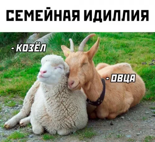 Смешная картинка №670589 Это могли быть мы...