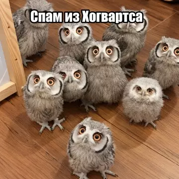 Осторожно! Налет сов 🦉✨ - СПАМ ИЗ ХОГВАРТСА