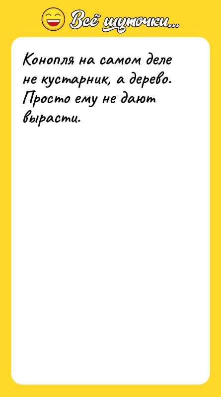 Конопля на самом деле не кустарник, а дерево. Просто ему