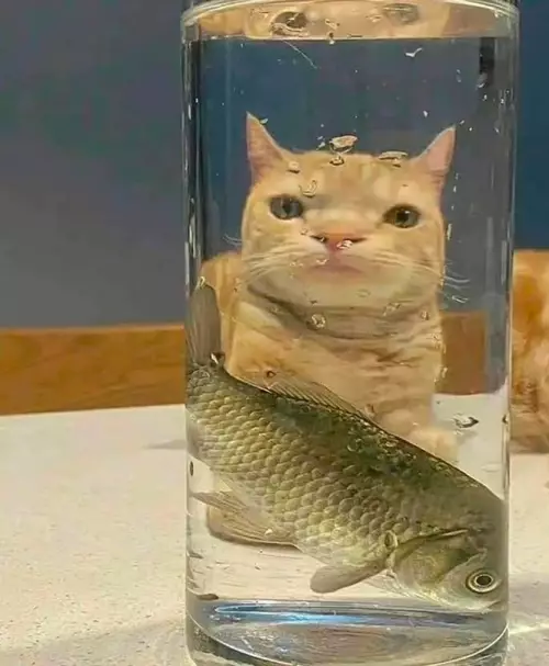 продолжение Смешная картинка №690592 Мой любимый жанр фотографии: «Коты и стаканы»