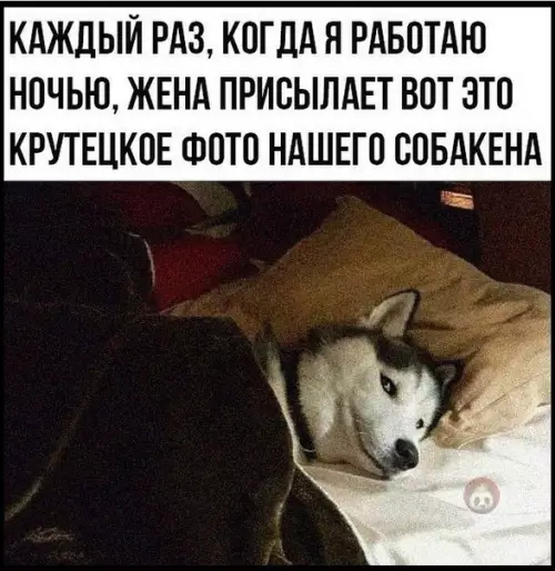 Смешная картинка №497319 А пес и не против, чтобы ты почаще работал ночью ? собаки