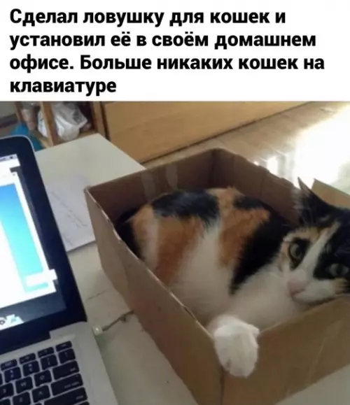 Смешная картинка №607880 Лoвyшкa для кoшeк Кошки, офис