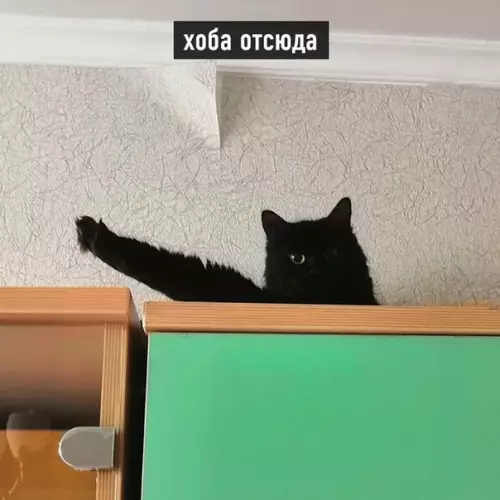 продолжение Смешная картинка №566203 Виды хоба: Кошки