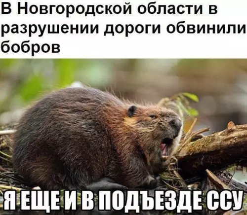Смешная картинка №202512