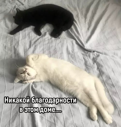 продолжение Смешная картинка №784753