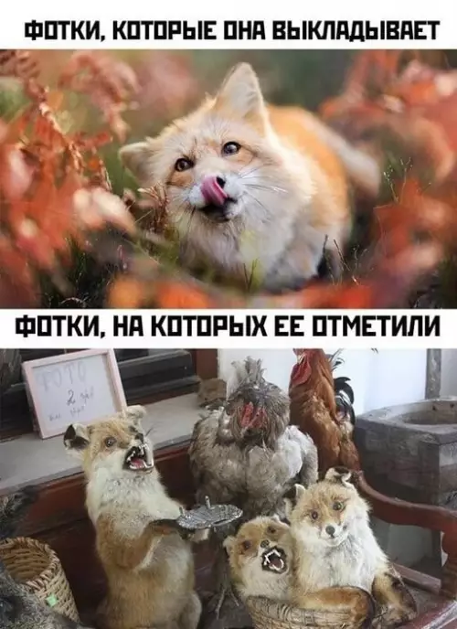 Смешная картинка №646737