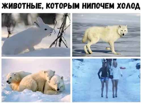 Смешная картинка №217235