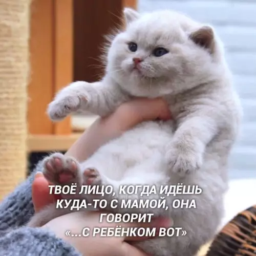 Смешная картинка №429091 Потому что мама
