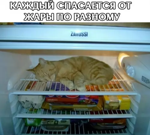 Смешная картинка №285373 кошки