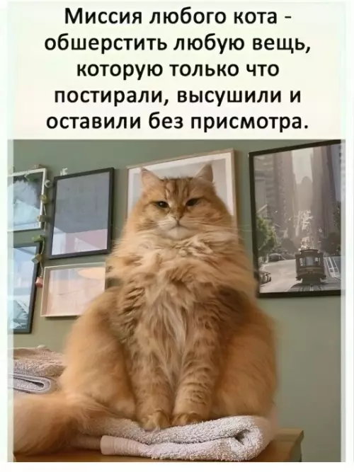 Кошачий план захвата чистого белья 🐈‍⬛ - Миссия любого кота - обшерстить любую вещь, которую только что