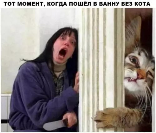 Смешная картинка №296270 кошки