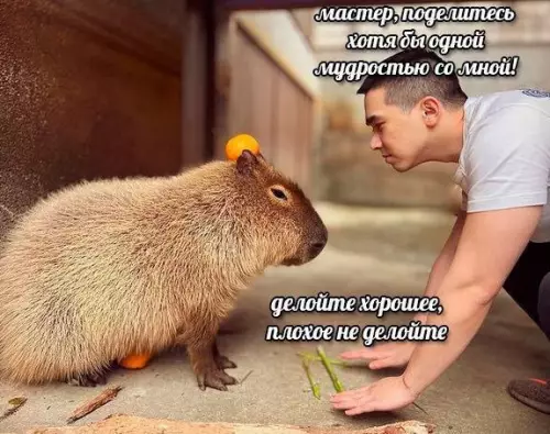 Смешная картинка №678726