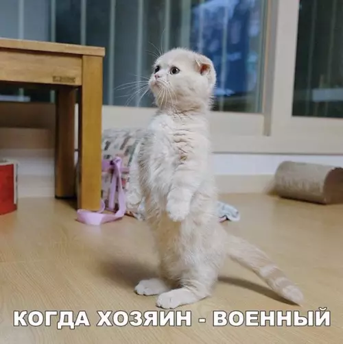 Смешная картинка №251076