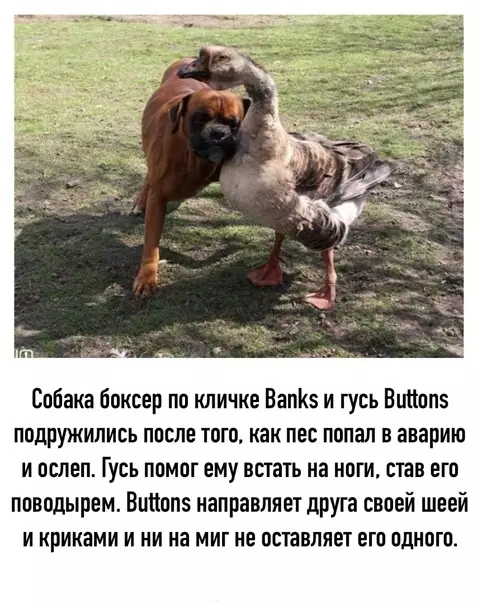 Смешная картинка №592916 животные