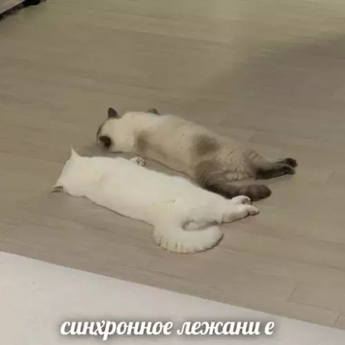 Смешная картинка №696978 Выходные в планах: поездки, спорт, фильмы

Выходные в реальности: коты