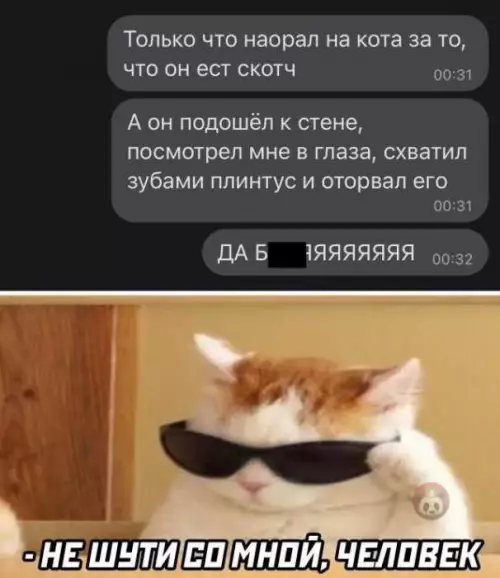 Смешная картинка №601636 Может просто надо покормить кота?