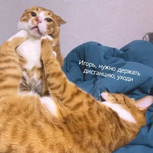Смешная картинка №484063