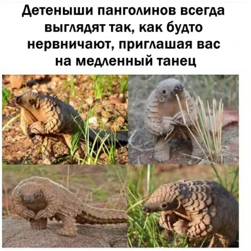 Смешная картинка №331299