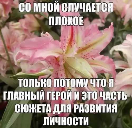 Жизнь как сюжет