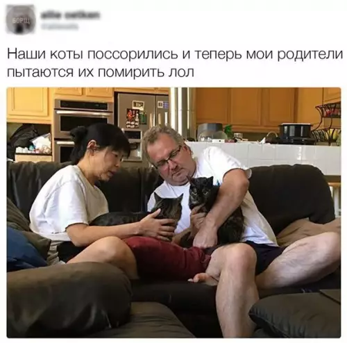 Смешная картинка №228088 кошки, кот
