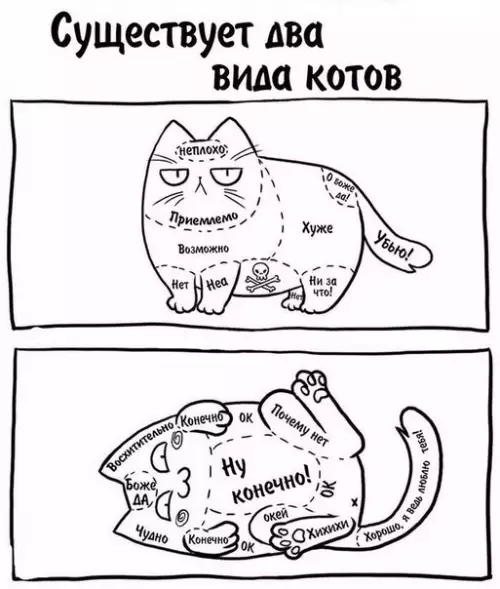 Смешная картинка №216730 коты